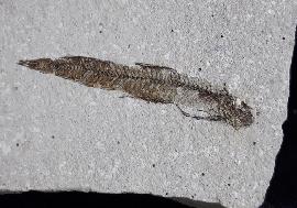 Bregmaceros albyi (SAUVAGE 1880) - Bild © FossNet FossilienStore